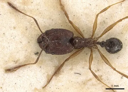 Pheidole hospes specimen CASENT0901401 image casent0901401_2