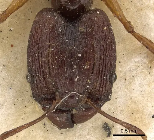Pheidole hospes specimen CASENT0901401 image casent0901401_3
