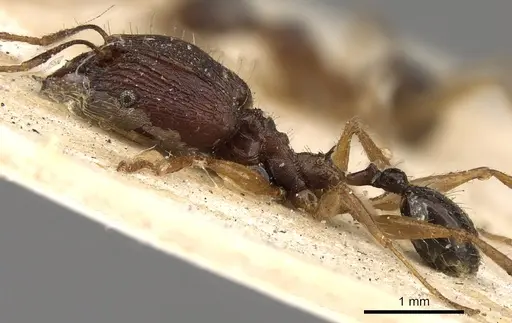 Pheidole hospes specimen CASENT0901401 image casent0901401_4