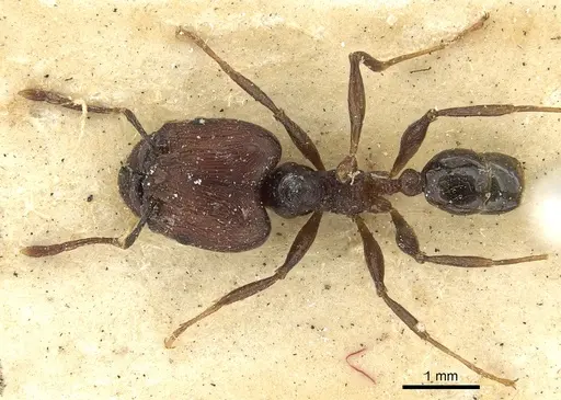 Pheidole hospita specimen CASENT0901524 image casent0901524_2