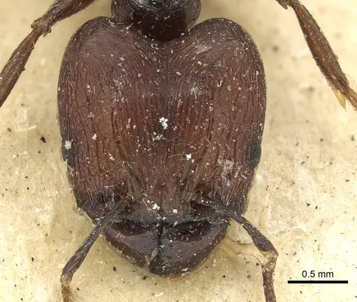 Pheidole hospita specimen CASENT0901524 image casent0901524_3