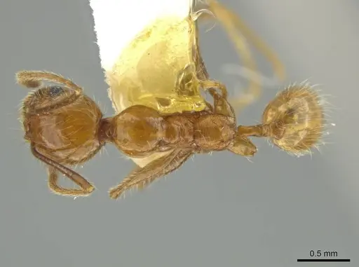 Pheidole huacana specimen JTLC000016407 image jtlc000016407_1