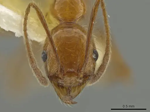 Pheidole huacana specimen JTLC000016407 image jtlc000016407_2