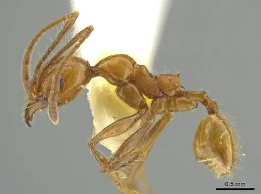 Pheidole huacana specimen JTLC000016407 image jtlc000016407_3