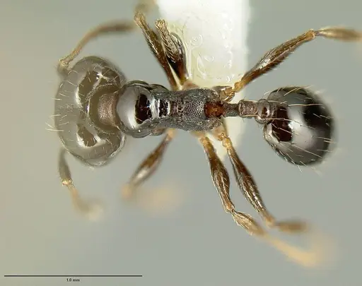 Pheidole huarache specimen CASENT0604494 image casent0604494_1