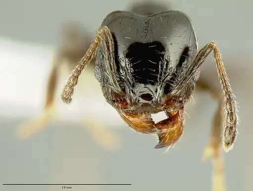Pheidole huarache specimen CASENT0604494 image casent0604494_2