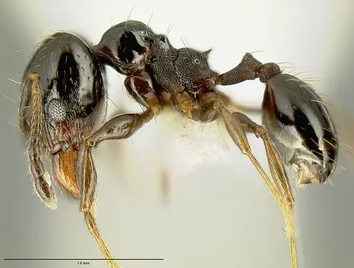 Pheidole huarache specimen CASENT0604494 image casent0604494_3