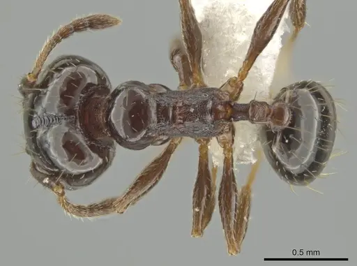 Pheidole huarache specimen CASENT0611593 image casent0611593_1