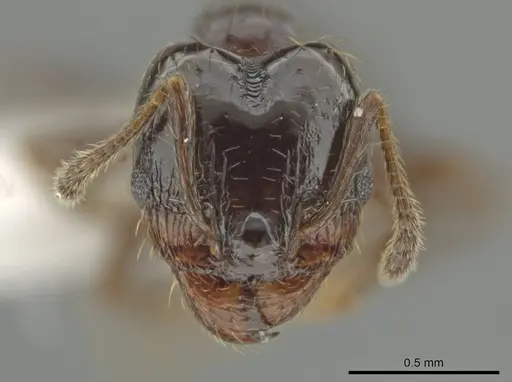 Pheidole huarache specimen CASENT0611593 image casent0611593_2