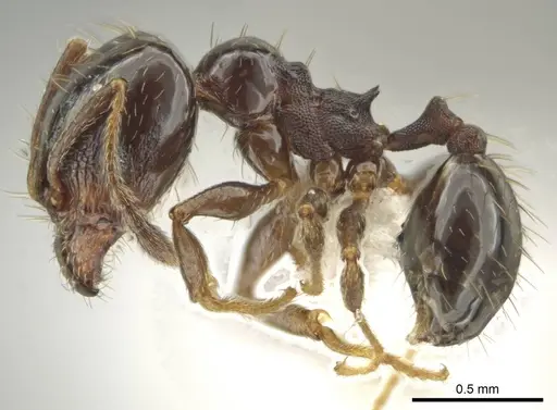 Pheidole huarache specimen CASENT0611593 image casent0611593_3