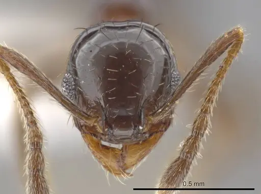 Pheidole huarache specimen CASENT0611594 image casent0611594_2