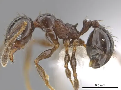Pheidole huarache specimen CASENT0611594 image casent0611594_3
