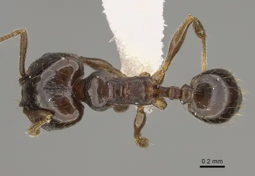 Pheidole huarache specimen CASENT0611595 image casent0611595_1