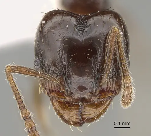 Pheidole huarache specimen CASENT0611595 image casent0611595_2