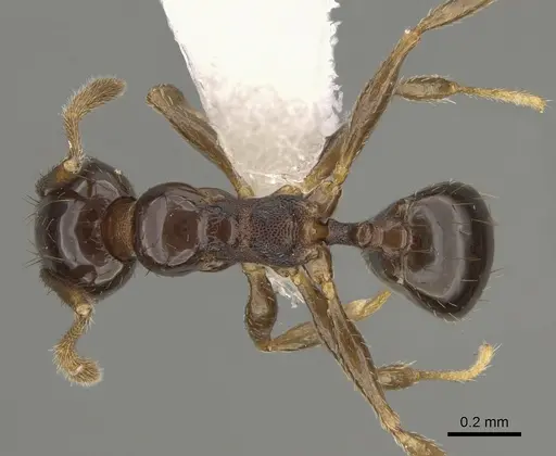 Pheidole huarache specimen CASENT0611596 image casent0611596_1