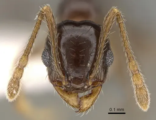 Pheidole huarache specimen CASENT0611596 image casent0611596_2