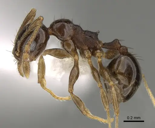 Pheidole huarache specimen CASENT0611596 image casent0611596_3