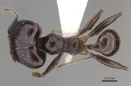 Pheidole huberi specimen CASENT0281710 image casent0281710_1