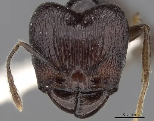 Pheidole huberi specimen CASENT0281710 image casent0281710_2