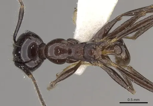 Pheidole huberi specimen CASENT0281711 image casent0281711_1