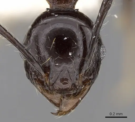 Pheidole huberi specimen CASENT0281711 image casent0281711_2
