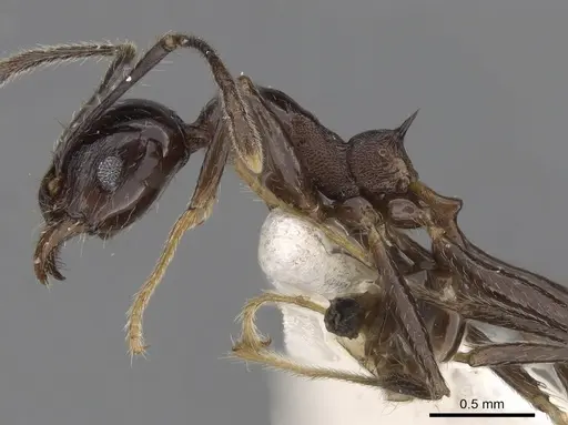 Pheidole huberi specimen CASENT0281711 image casent0281711_3