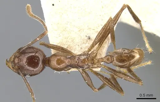 Pheidole huberi specimen CASENT0904246 image casent0904246_1