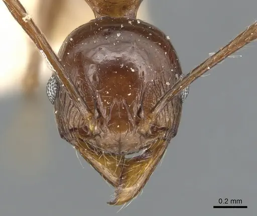 Pheidole huberi specimen CASENT0904246 image casent0904246_2