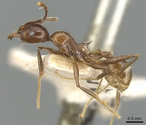 Pheidole huberi specimen CASENT0904246 image casent0904246_3