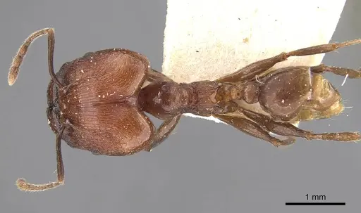 Pheidole huberi specimen CASENT0907889 image casent0907889_1