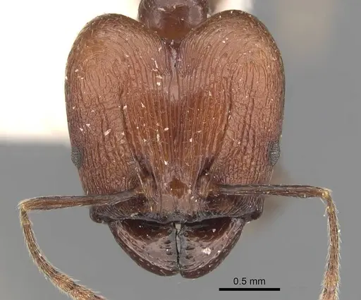 Pheidole huberi specimen CASENT0907889 image casent0907889_2
