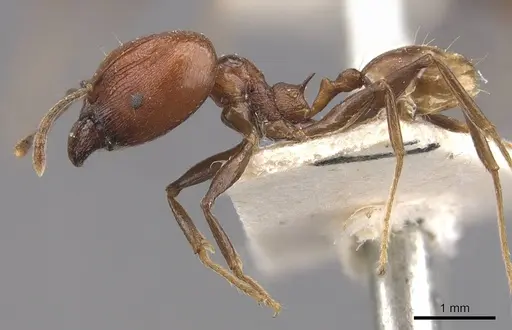 Pheidole huberi specimen CASENT0907889 image casent0907889_3