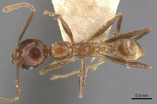Pheidole huberi specimen CASENT0907890 image casent0907890_1