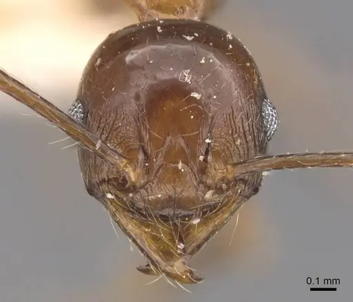 Pheidole huberi specimen CASENT0907890 image casent0907890_2