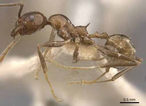 Pheidole huberi specimen CASENT0907890 image casent0907890_3