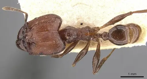 Pheidole huberi specimen CASENT0907891 image casent0907891_1