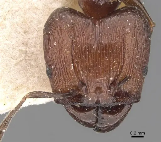 Pheidole huberi specimen CASENT0907891 image casent0907891_2