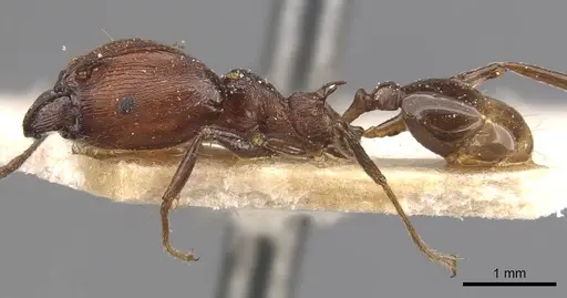 Pheidole huberi specimen CASENT0907891 image casent0907891_3