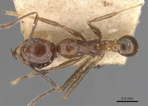Pheidole huberi specimen CASENT0907892 image casent0907892_1