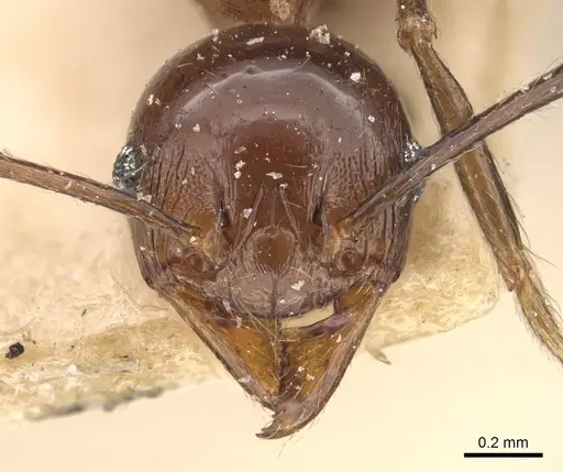 Pheidole huberi specimen CASENT0907892 image casent0907892_2