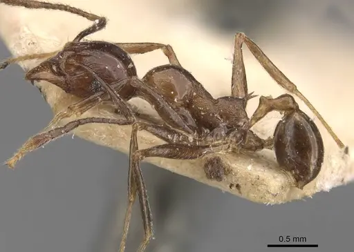 Pheidole huberi specimen CASENT0907892 image casent0907892_3