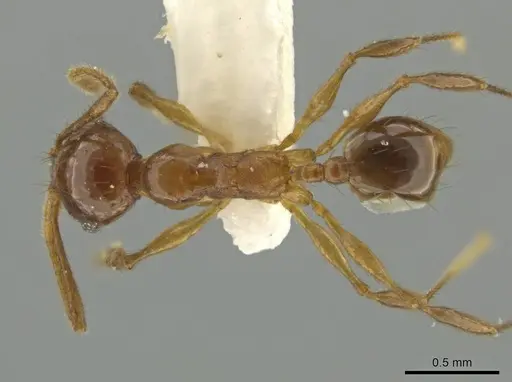 Pheidole huilana specimen CASENT0645801 image casent0645801_1