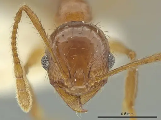 Pheidole huilana specimen CASENT0645801 image casent0645801_2