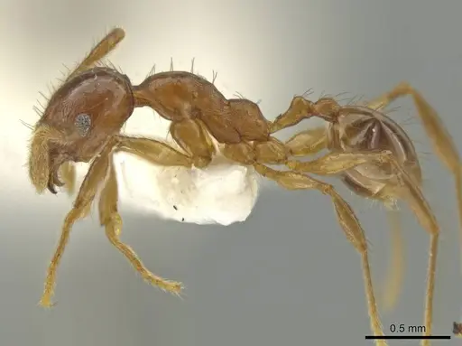Pheidole huilana specimen CASENT0645801 image casent0645801_3