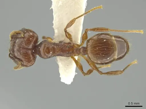 Pheidole huilana specimen JTLC000016408 image jtlc000016408_1