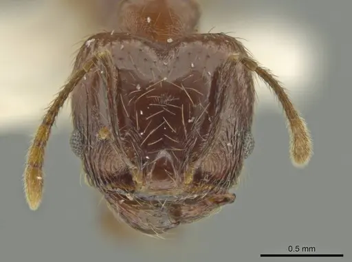 Pheidole huilana specimen JTLC000016408 image jtlc000016408_2