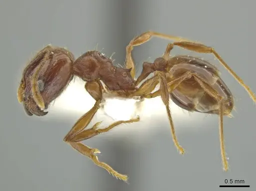 Pheidole huilana specimen JTLC000016408 image jtlc000016408_3
