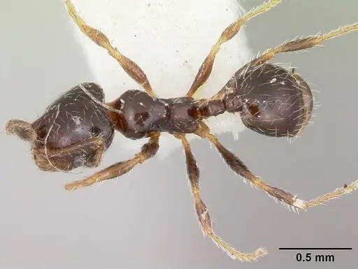 Pheidole humeralis specimen CASENT0103141 image casent0103141_1