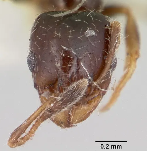Pheidole humeralis specimen CASENT0103141 image casent0103141_2
