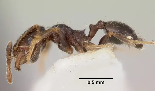 Pheidole humeralis specimen CASENT0103141 image casent0103141_3